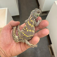 Subadult Male Uromastyx Ornata
