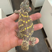 Subadult Male Uromastyx Ornata