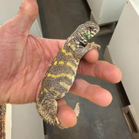 Subadult Male Uromastyx Ornata