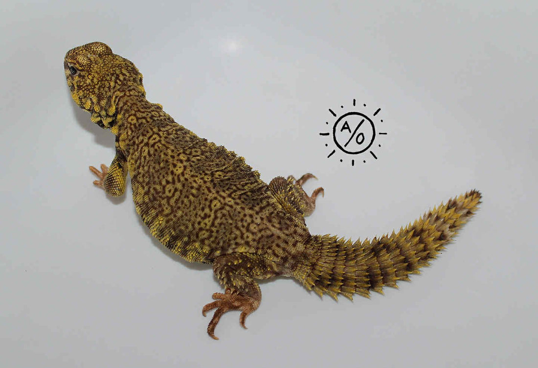Subadult Male Uromastyx Geyri