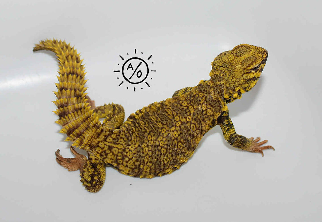 Subadult Male Uromastyx Geyri