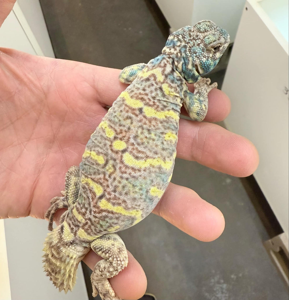 Subadult Male Uromastyx Ornata