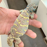 Subadult Male Uromastyx Ornata