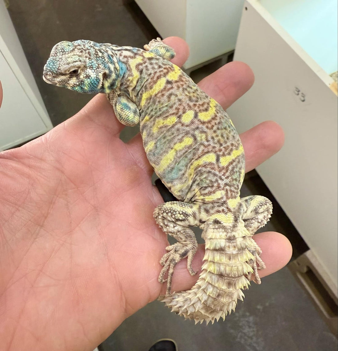 Subadult Male Uromastyx Ornata