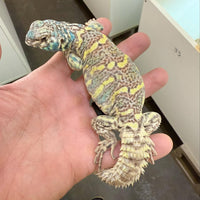 Subadult Male Uromastyx Ornata