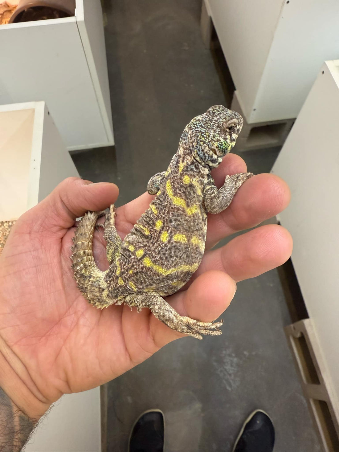 Subadult Male Uromastyx Ornata