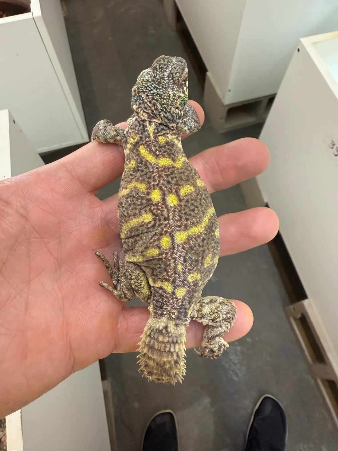 Subadult Male Uromastyx Ornata