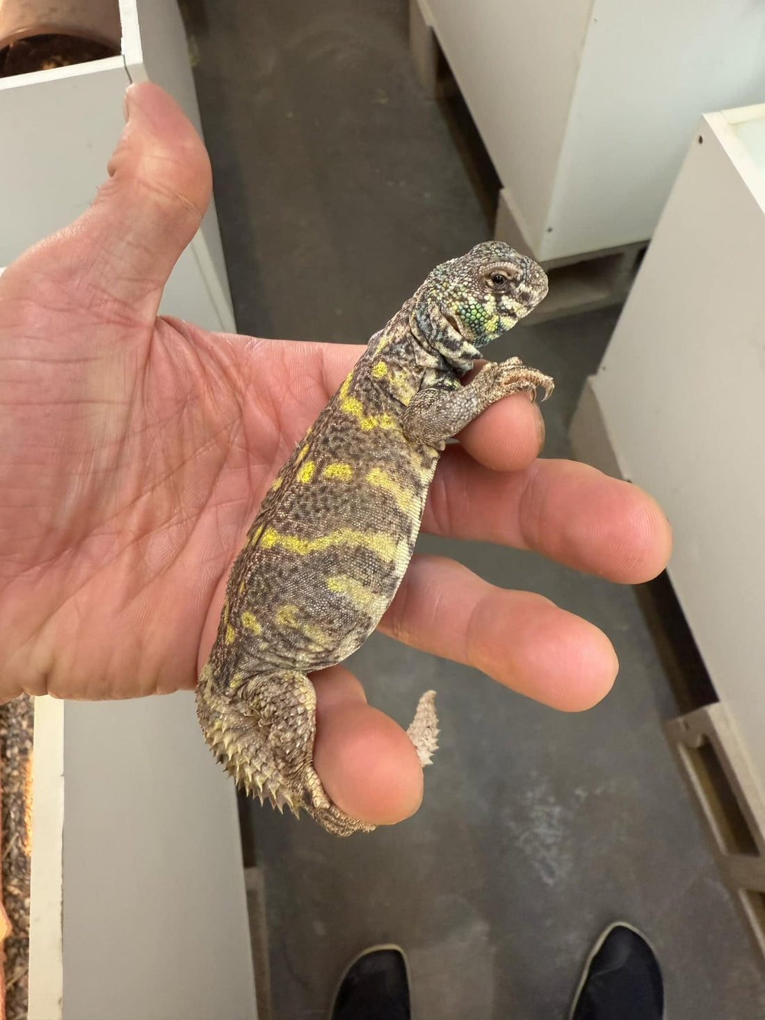 Subadult Male Uromastyx Ornata