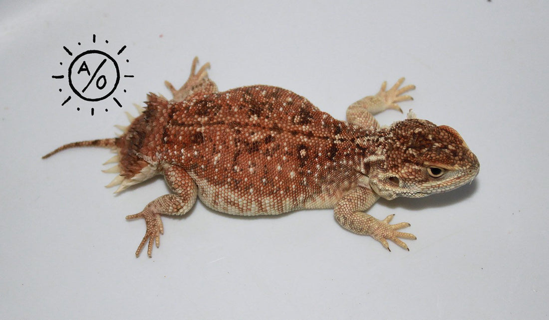 Subadult Male Xenagama Taylori