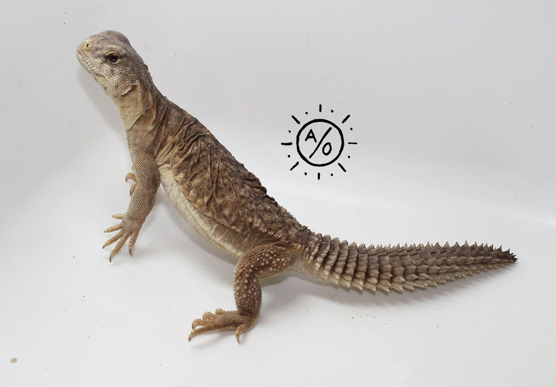 Sexed Male Egyptian Uromastyx Juvenile