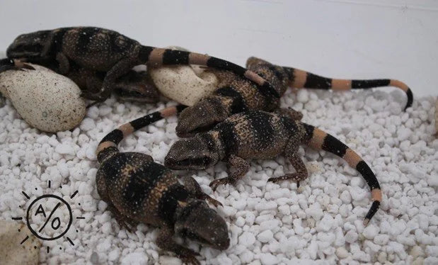 Chuckwalla Care Guide | Arids Only