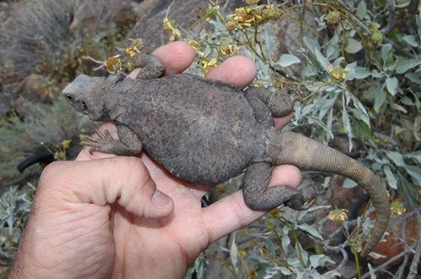 Chuckwalla Care Guide | Arids Only