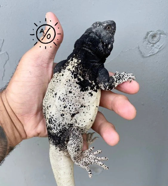 Chuckwalla Photo Gallery | Arids Only