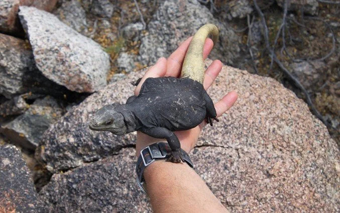 Chuckwalla Care Guide | Arids Only