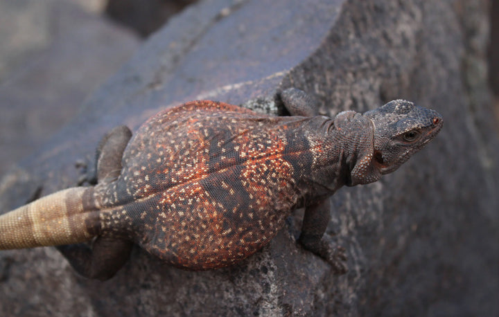 Chuckwalla Photo Gallery | Arids Only