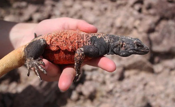 Chuckwalla Care Guide | Arids Only