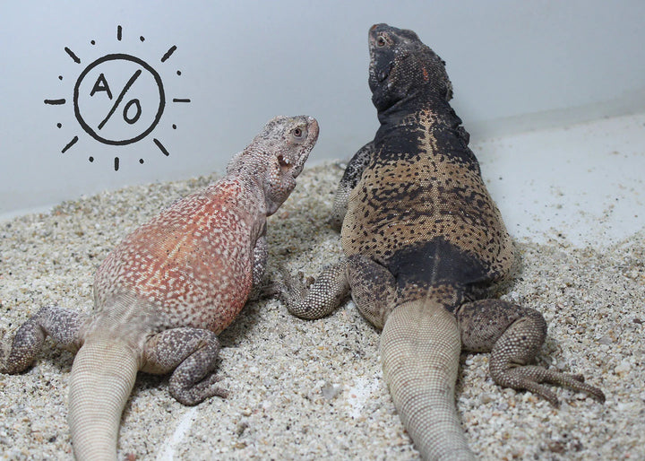 Chuckwalla Photo Gallery | Arids Only