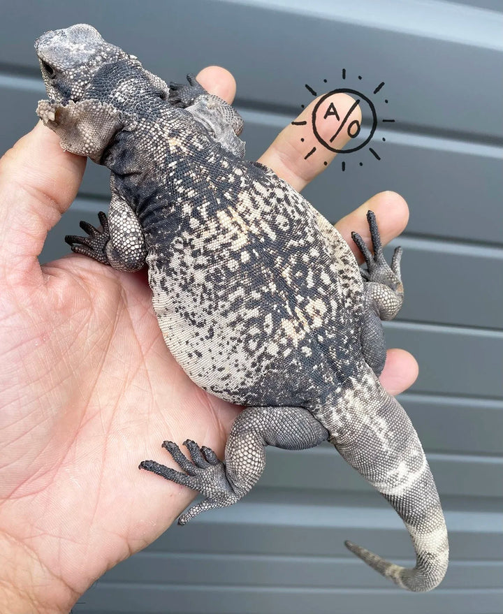 Chuckwalla Inflated Chuckwalla Photo Gallery | Arids Only