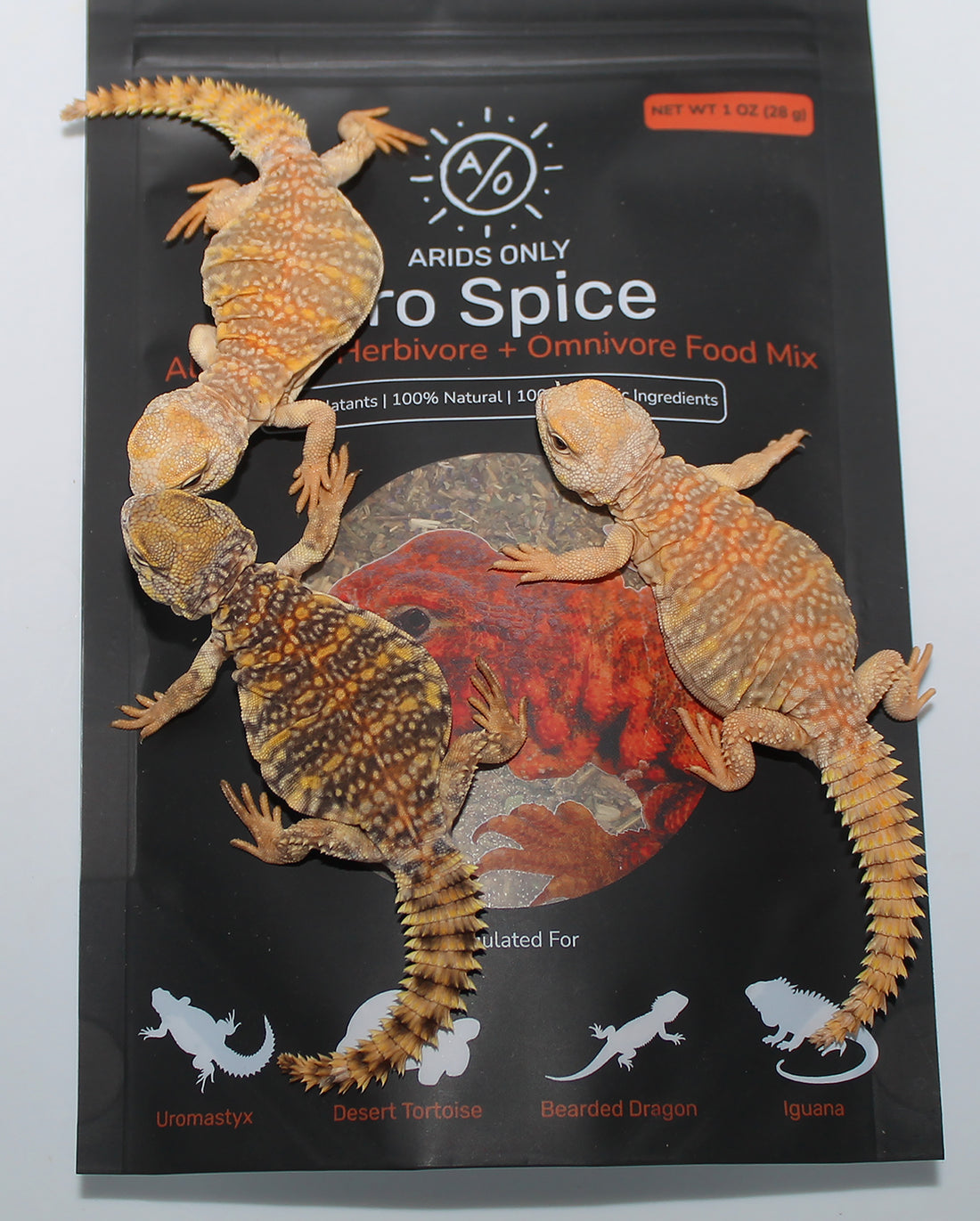 Lizard feeding on Uro Spice botanical topper