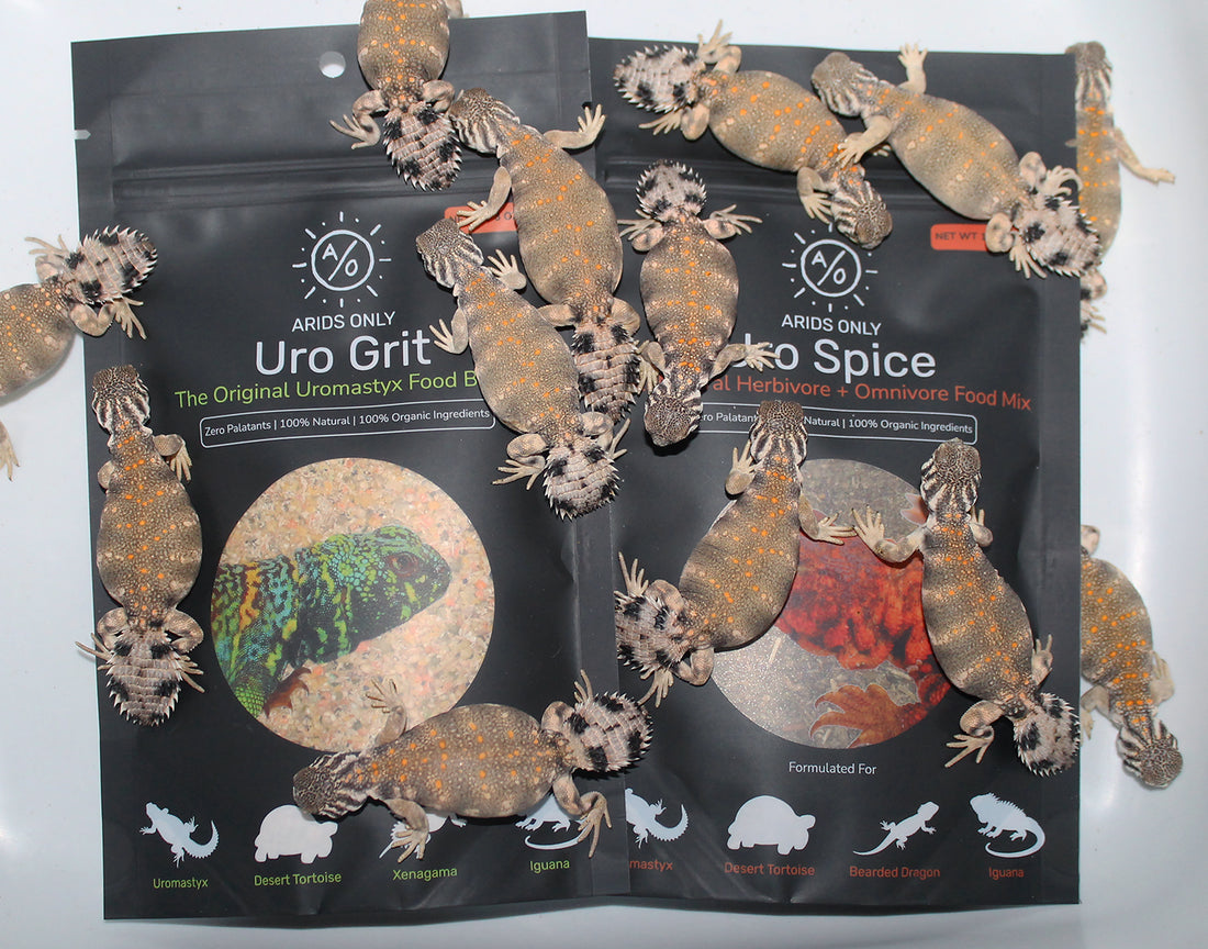 Desert reptile feeding example for Uro Feed products