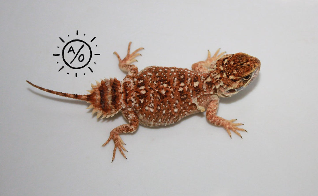 Subadult Male Xenagama Taylori