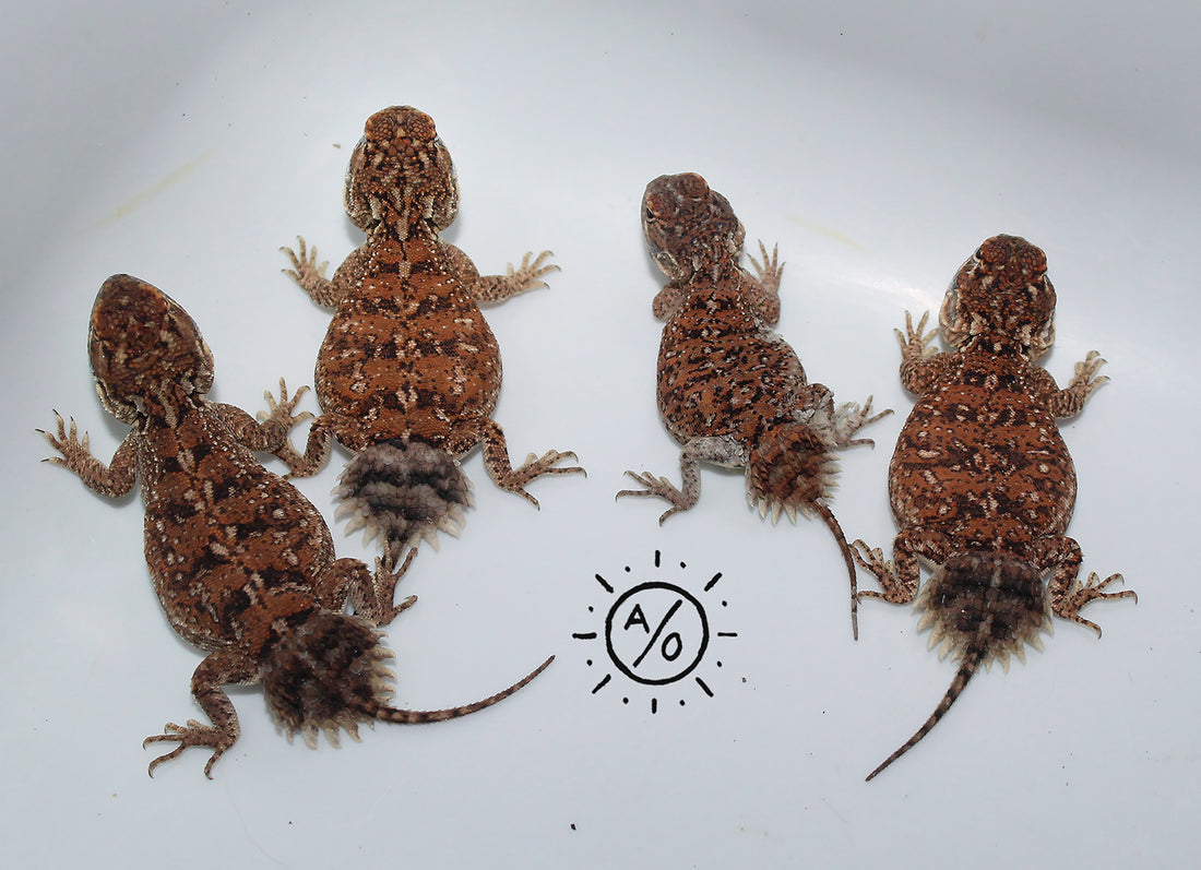 1:1 Unrelated Shield Tailed Agama Pair (Xenagama taylori)