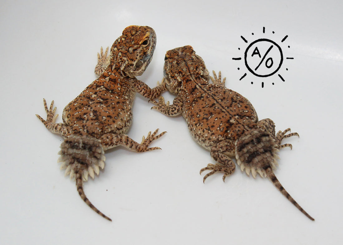 1:1 Unrelated Shield Tailed Agama Sexed Pair (Xenagama taylori)