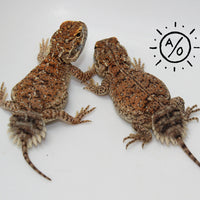 1:1 Unrelated Shield Tailed Agama Sexed Pair (Xenagama taylori)