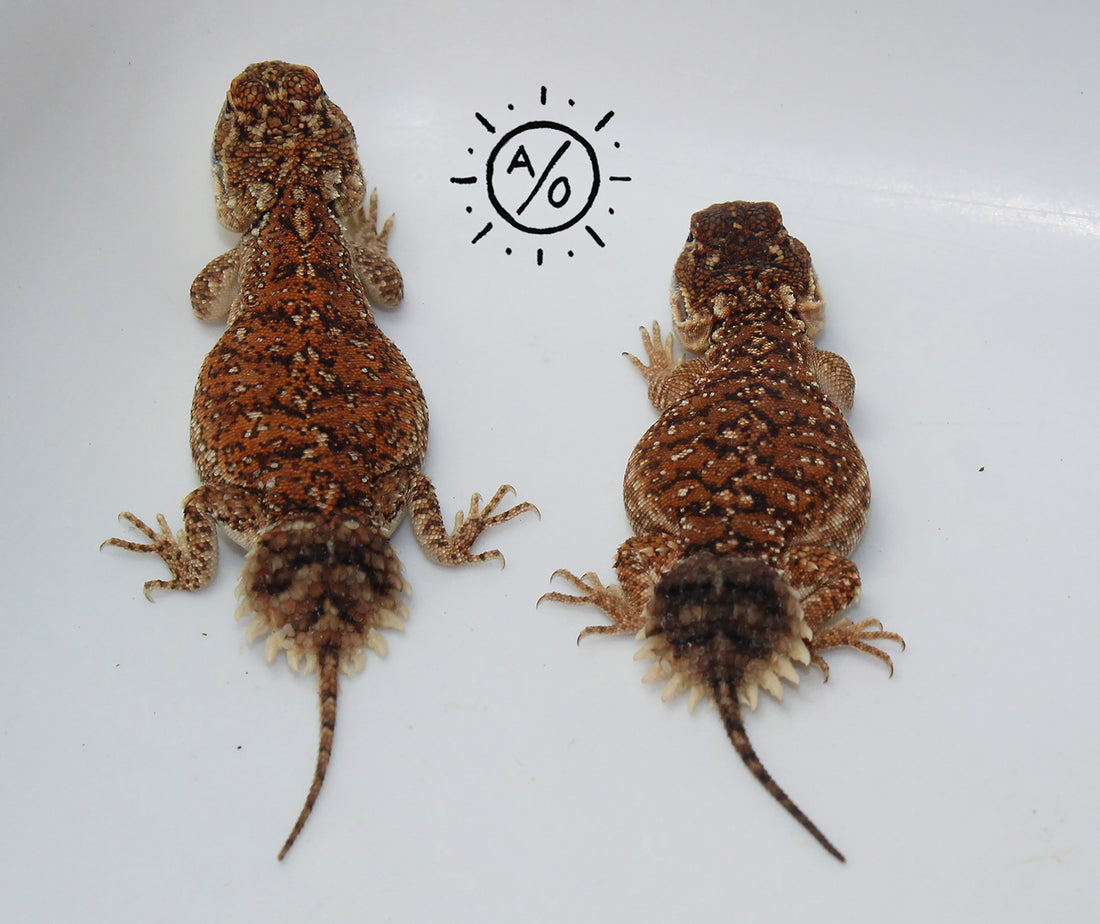 1:1 Unrelated Shield Tailed Agama Sexed Pair (Xenagama taylori)