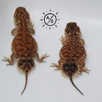 1:1 Unrelated Shield Tailed Agama Sexed Pair (Xenagama taylori)