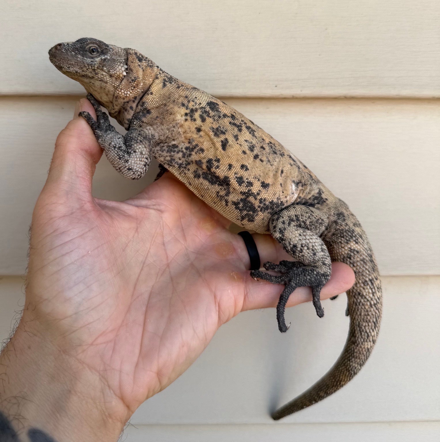 Calico Chuckwalla with cream and dark mottled coloring, viewed from above