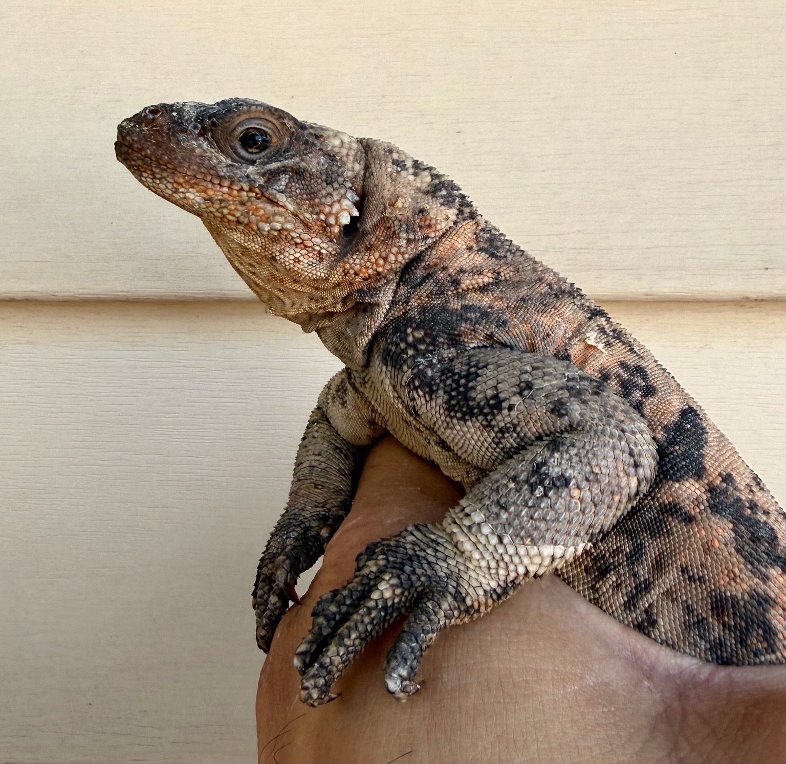 Close view of a Calico Chuckwalla's head and orange-flecked shoulder