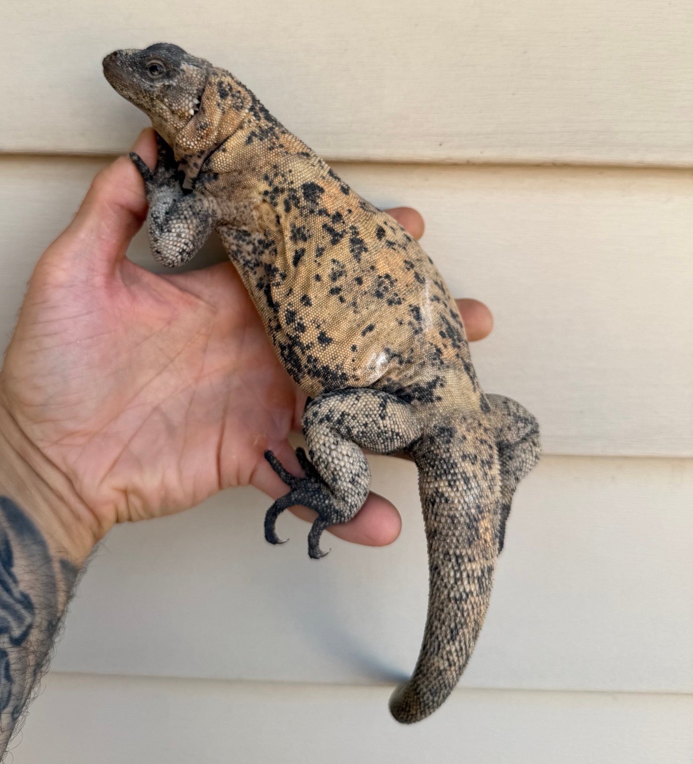 Calico Chuckwalla showing pale and dark patterning along its back and tail