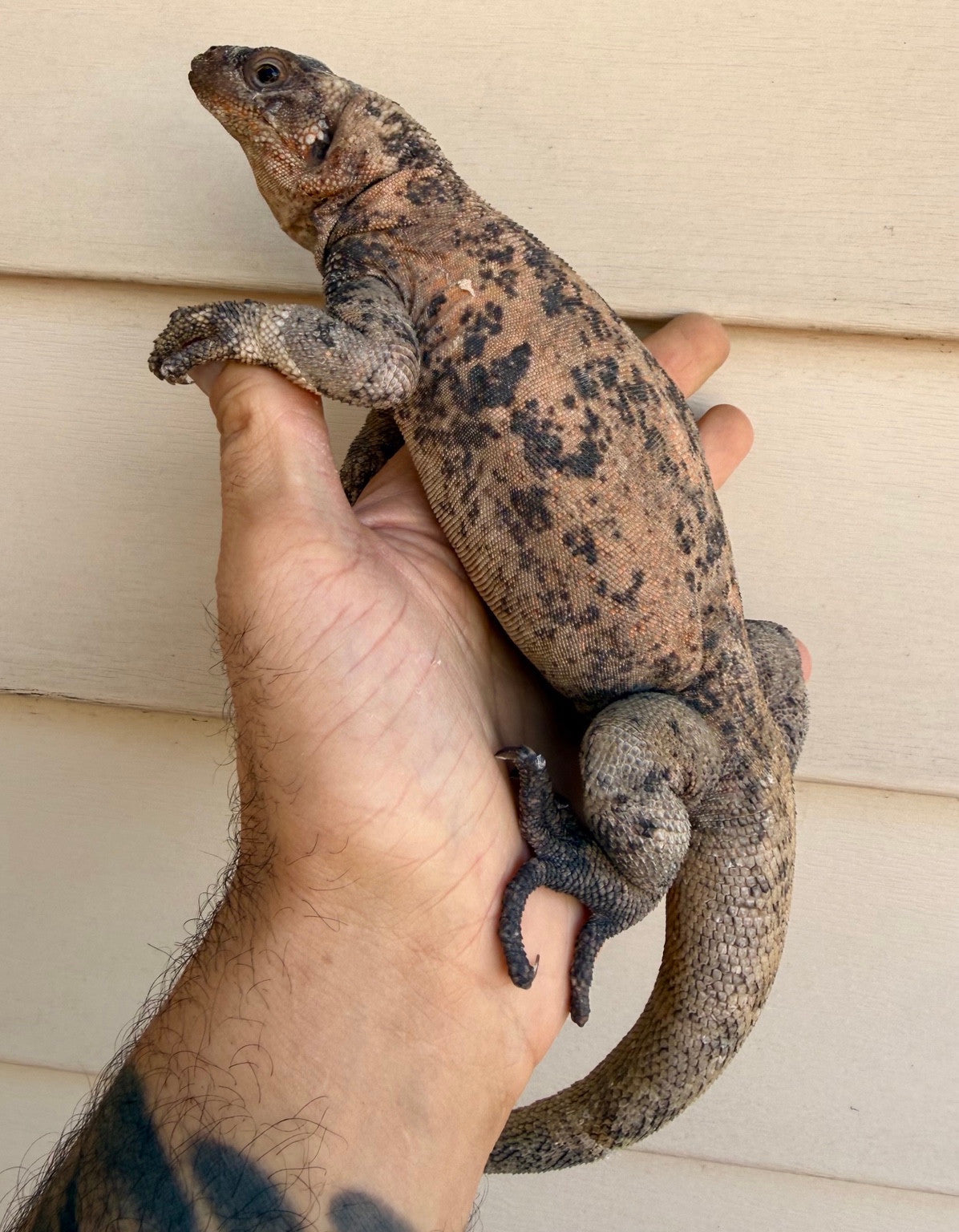 Side view of a Calico Chuckwalla resting on a keeper's hand